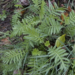 Achillea filipendulina