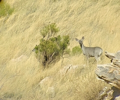 Odocoileus virginianus couesi