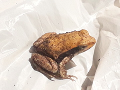 Physalaemus fischeri