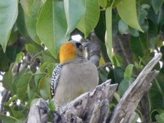 Melanerpes chrysogenys