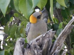 Melanerpes chrysogenys
