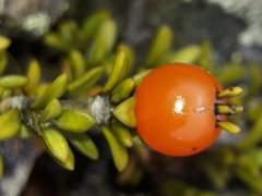 Coprosma fowerakeri