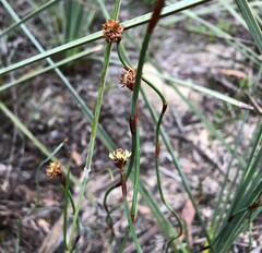 Lepidobolus drapetocoleus