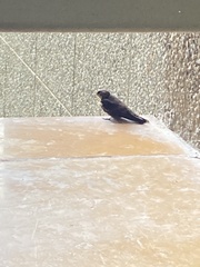 Ptyonoprogne concolor