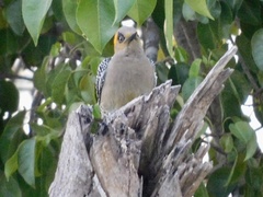 Melanerpes chrysogenys