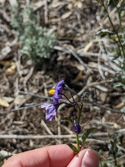 Solanum parishii