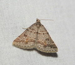 Dichromodes mesogonia