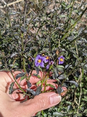 Solanum parishii