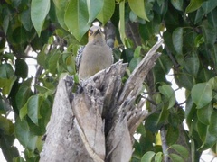 Melanerpes chrysogenys