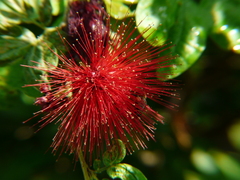Calliandra tergemina emarginata
