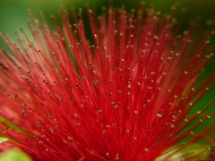 Calliandra tergemina emarginata