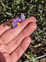 Solanum parishii