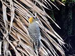 Melanerpes chrysogenys
