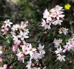 Calytrix alpestris