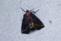 Toccolosida rubriceps