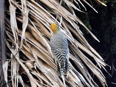 Melanerpes chrysogenys