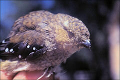 Pardalotus quadragintus