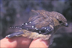 Pardalotus quadragintus