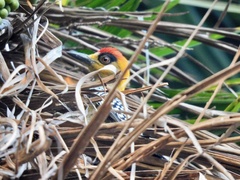 Melanerpes chrysogenys