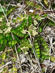 Anisotome aromatica