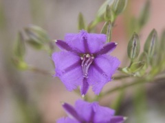 Thysanotus thyrsoideus