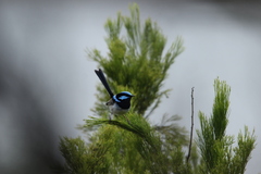 Malurus cyaneus cyaneus