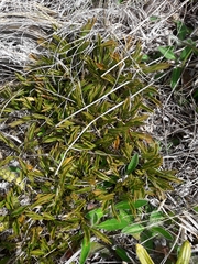 Aciphylla monroi
