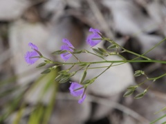 Thysanotus thyrsoideus