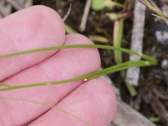 Thysanotus thyrsoideus