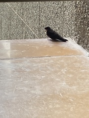 Ptyonoprogne concolor