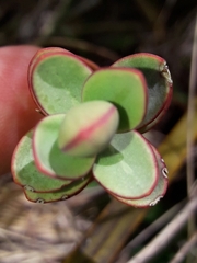 Veronica pinguifolia