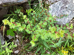 Ribes formosanum