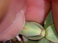 Veronica pinguifolia