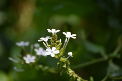 Plumbago zeylanica