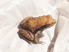 Physalaemus fischeri