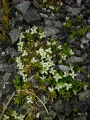 Galium perpusillum