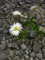 Brachyscome sinclairii