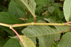 Persicaria chinensis