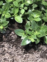 Mesembryanthemum cordifolium