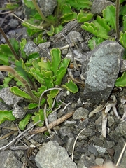 Brachyscome sinclairii