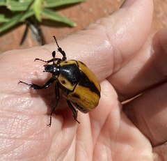 Chondropyga dorsalis