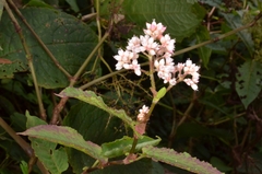 Persicaria chinensis