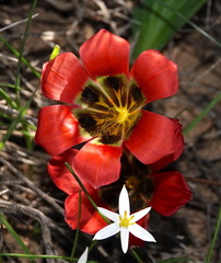 Romulea sabulosa