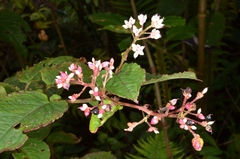 Persicaria chinensis
