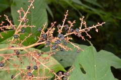 Persicaria chinensis