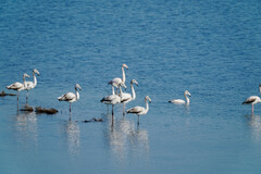 Phoenicopterus roseus