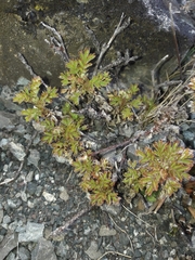 Acaena glabra
