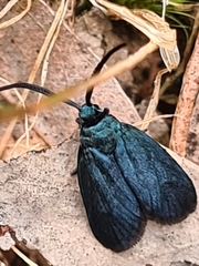 Turneriprocris dolens