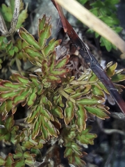 Acaena glabra