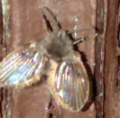 Clogmia albipunctata